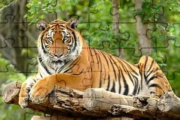 tigre de bengala jigsaw puzzle