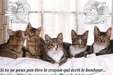 famille chats