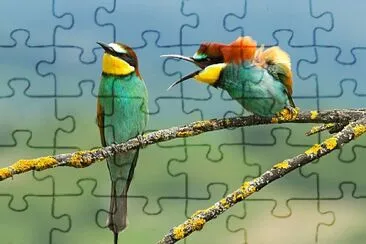 Birds jigsaw puzzle