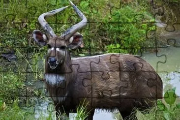 Sitatunga