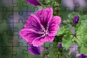 Toy jigsaw puzzle