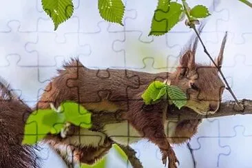 animales jigsaw puzzle