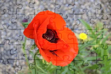  jigsaw puzzle