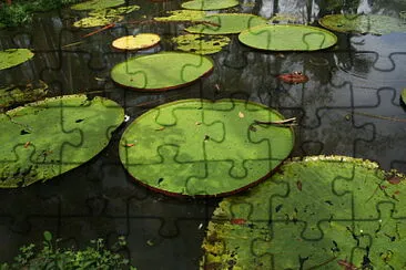 Victoria regia - Amazonas