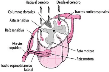 MEDULA jigsaw puzzle