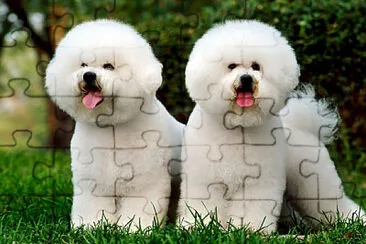 BichÃ³n FrisÃ© jigsaw puzzle