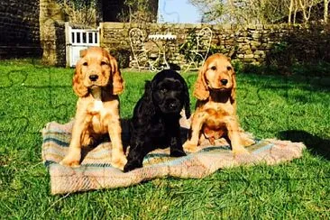 Cocker Spaniel jigsaw puzzle