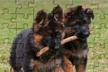 Pastores Alemanes cachorros jigsaw puzzle