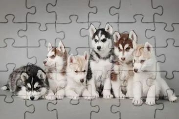 Lobos siberianos cachorros jigsaw puzzle