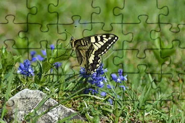 machaon jigsaw puzzle