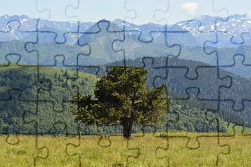 arbre serrembarre jigsaw puzzle