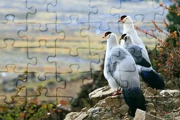 Fagiano orecchiuto  bianco jigsaw puzzle