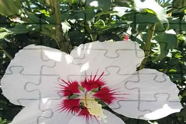 פאזל של FLOWERS