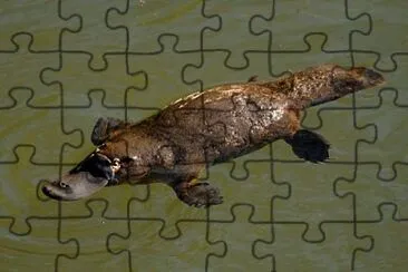  jigsaw puzzle