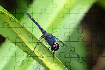 Trithemis festiva jigsaw puzzle