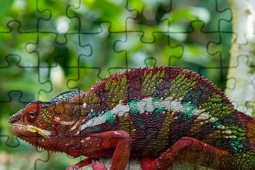 cores jigsaw puzzle