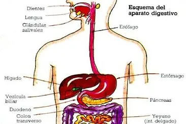 SISTEMA DIGESTIVO