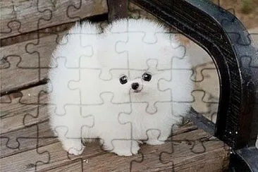 Fluffballs jigsaw puzzle