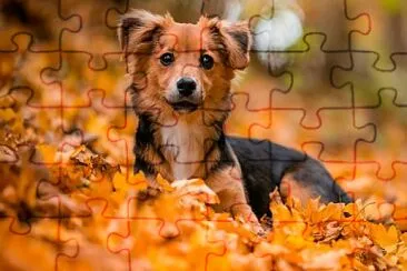 Perrito en otoÃ±o