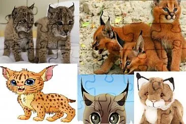 פאזל של Lince Gatito puzzle  felinos