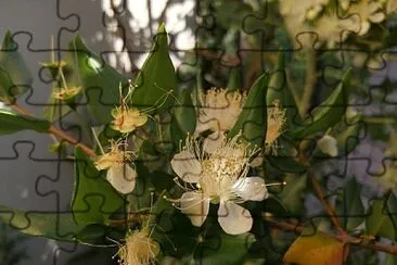 myrtus communis jigsaw puzzle