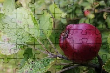 malus malus jigsaw puzzle