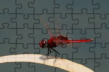 Urothemis assignata jigsaw puzzle