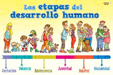 פאזל של Etapas del Desarrollo Humano