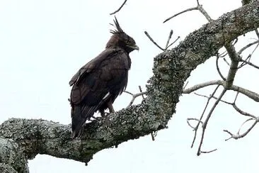 Aquila cresta lunga