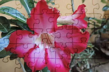 Neiila Liima jigsaw puzzle