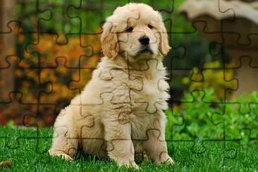 perrito jigsaw puzzle