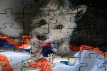 Animais de estimacao jigsaw puzzle