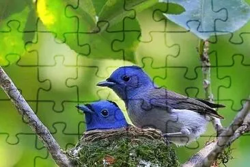 natural jigsaw puzzle