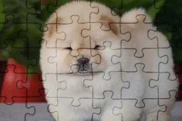 Perro chow chow jigsaw puzzle