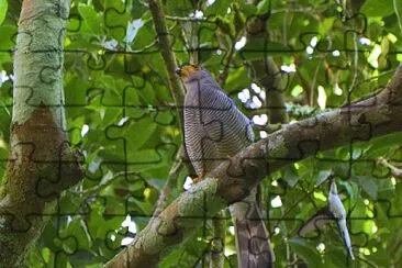 פאזל של Falco di foresta barrato