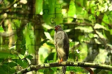 Falco di foresta golagrigia