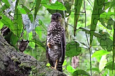 Falco di foresta dal collare