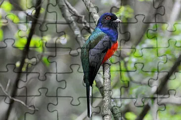 Trogone surucua jigsaw puzzle