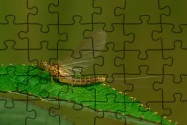 Baetis vernus jigsaw puzzle