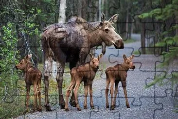 Momma moose and triplets