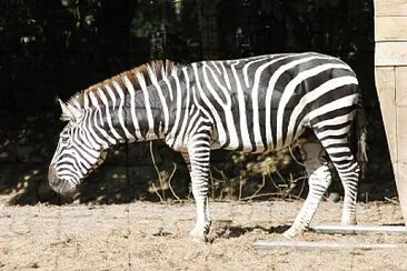 zebre