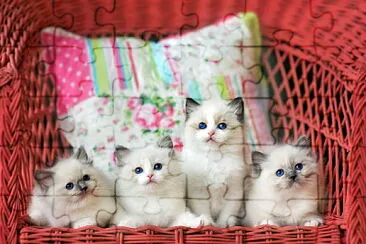 gatitos bebes