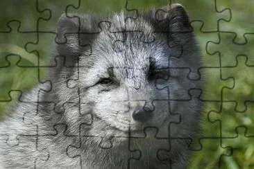 開心的動物 jigsaw puzzle