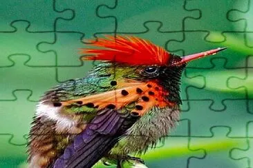 bird jigsaw puzzle