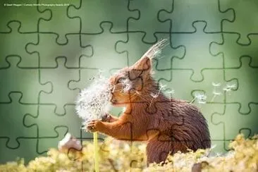 animales traviesos jigsaw puzzle