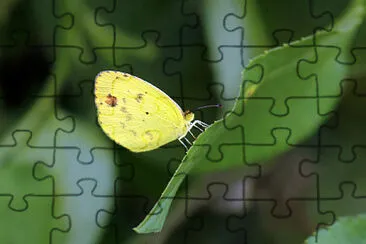 Eurema lisa jigsaw puzzle