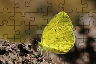 Eurema hecabe jigsaw puzzle