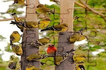 Pajaritos Comiendo