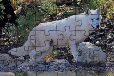 Lupo della tundra d   'alasca jigsaw puzzle