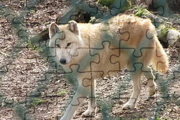 Lupo grigio della tundra jigsaw puzzle